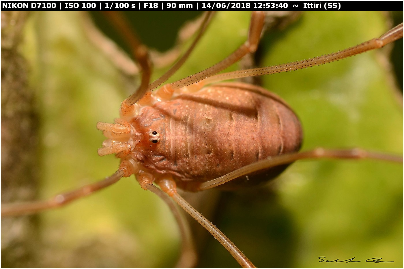 Opilio canestrinii (Thorrel, 1876) famiglia Phalangiidae.